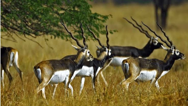 bassi wildlife sanctuary